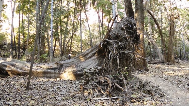 Im Lawn Hill Nationalpark